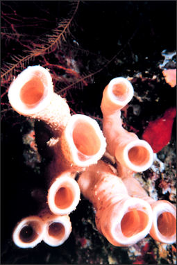 20110307-NOAA reef white tine sponge 2064.jpg